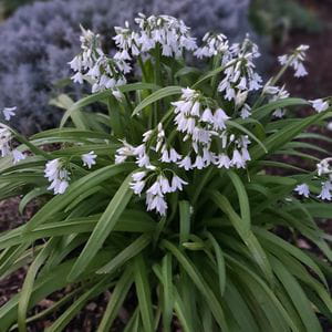 Flor de Ajo • 'Allium Triquetrum' (6 ramilletes)