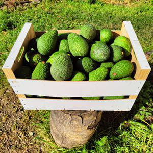 Aguacate Hass • Valencia (1 kg)