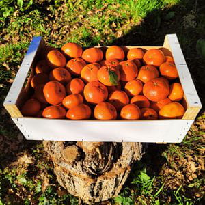 Mandarina Murina/Murcott (Caja 10 kg)