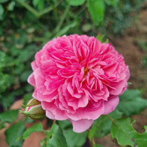 Rosa Comestible Flor (3uds)