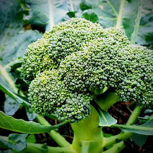Brócoli (1/2 kg)