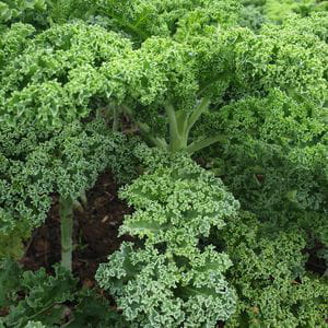 Col Kale (250 gr)