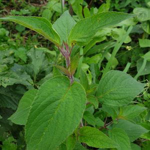 Salvia Piña (20 gr)